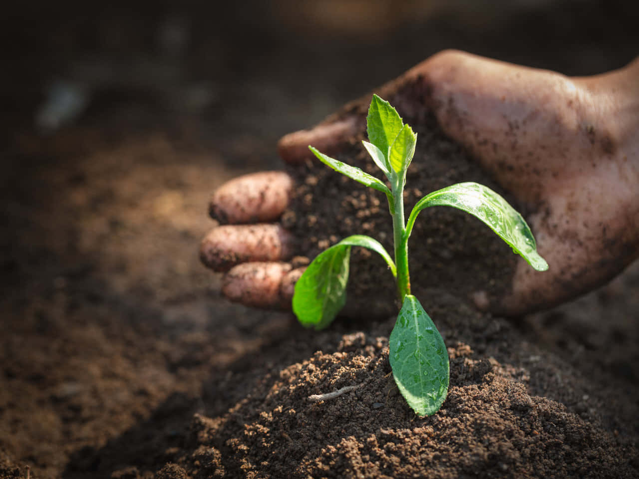 Organic Fertilizer Production